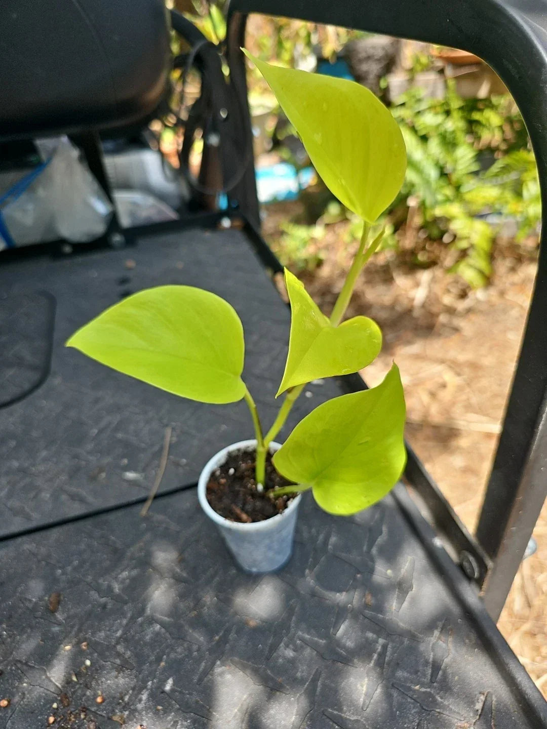 Élysées Pothos Plant - 2.5" Pot - Variegated Indoor Houseplant - Epipremnum aureum 'Champs Elysees' - Easy Care