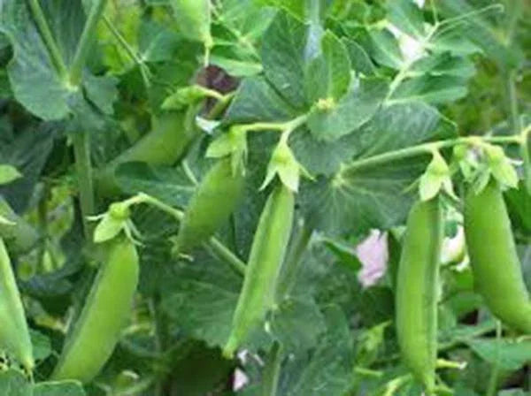 Sugar Snap Pea Seeds, 100+ Heirloom Non-GMO Seeds, Sweet Peas for Garden, Pisum sativum var. macrocarpon