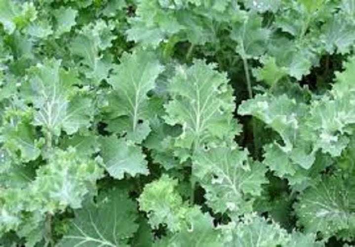 Organic Kale Seeds Pack - Siberian Dwarf Variety for Hot or Cold Climate - Brassica oleracea - Heirloom Non-GMO