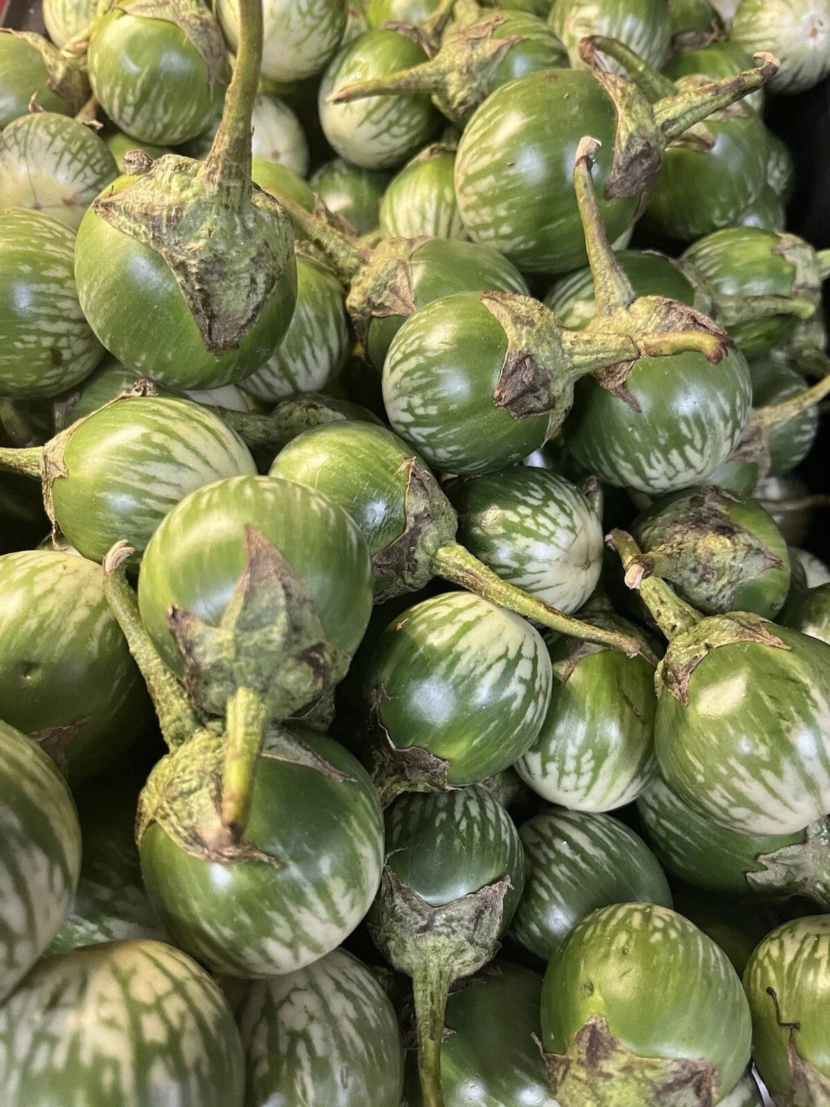 Round Thai Green Eggplant Seeds - 100+ Heirloom Seeds - Solanum melongena for Home Gardening and Culinary Use