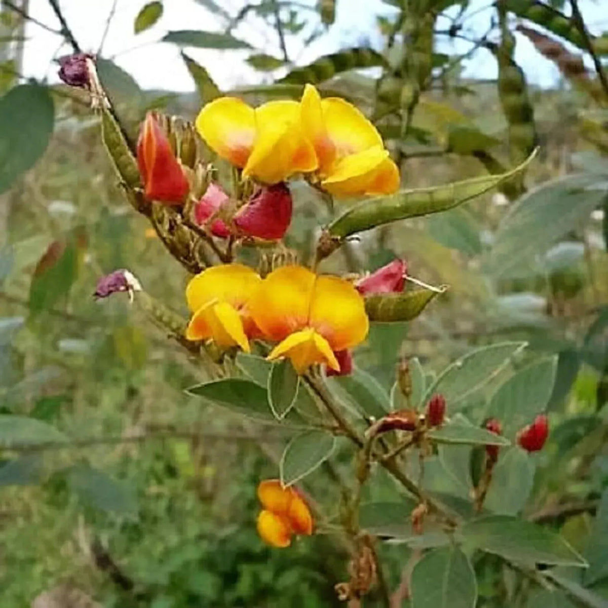 50 Pigeon Pea Seeds - Non-GMO Agroforestry Legume - Cajanus cajan for Sustainable Gardening and Soil Enrichment