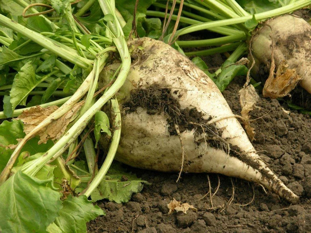 Sugar Beet Seeds - Organic Beet Seed for Planting - Beta vulgaris - High Germination and Sweet Flavor - Non-GMO
