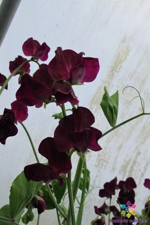 Montpellier Sweet Pea Seeds - 50+ Pack - Lathyrus odoratus - Fragrant Garden Flowers - Non-GMO, USA Grown
