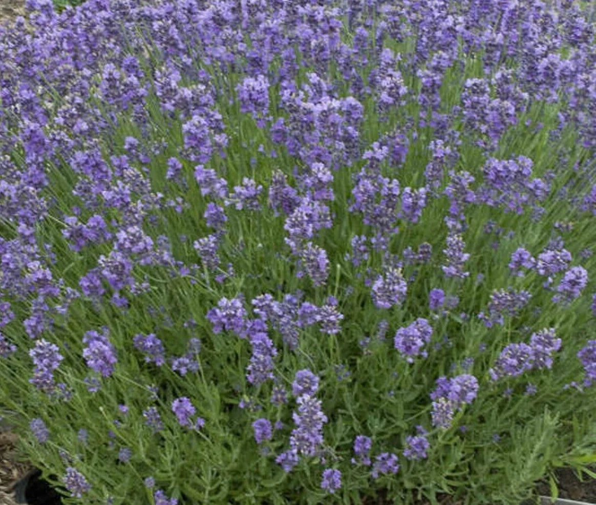 Lavender Seeds - 25 Pack - Munstead Variety - Perennial Herb - Lavandula angustifolia 'Munstead' for Aromatherapy & Gardens