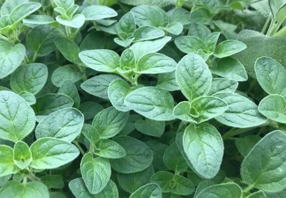Italian Oregano Seeds 500+ Heirloom Culinary Herb Origanum vulgare Non-GMO for Pizza & Mediterranean Dishes