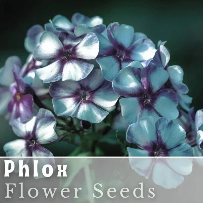 Phlox Seeds - 125 Count - Bold Stripe Annual Flower - Phlox drummondii - Vibrant Garden Planting