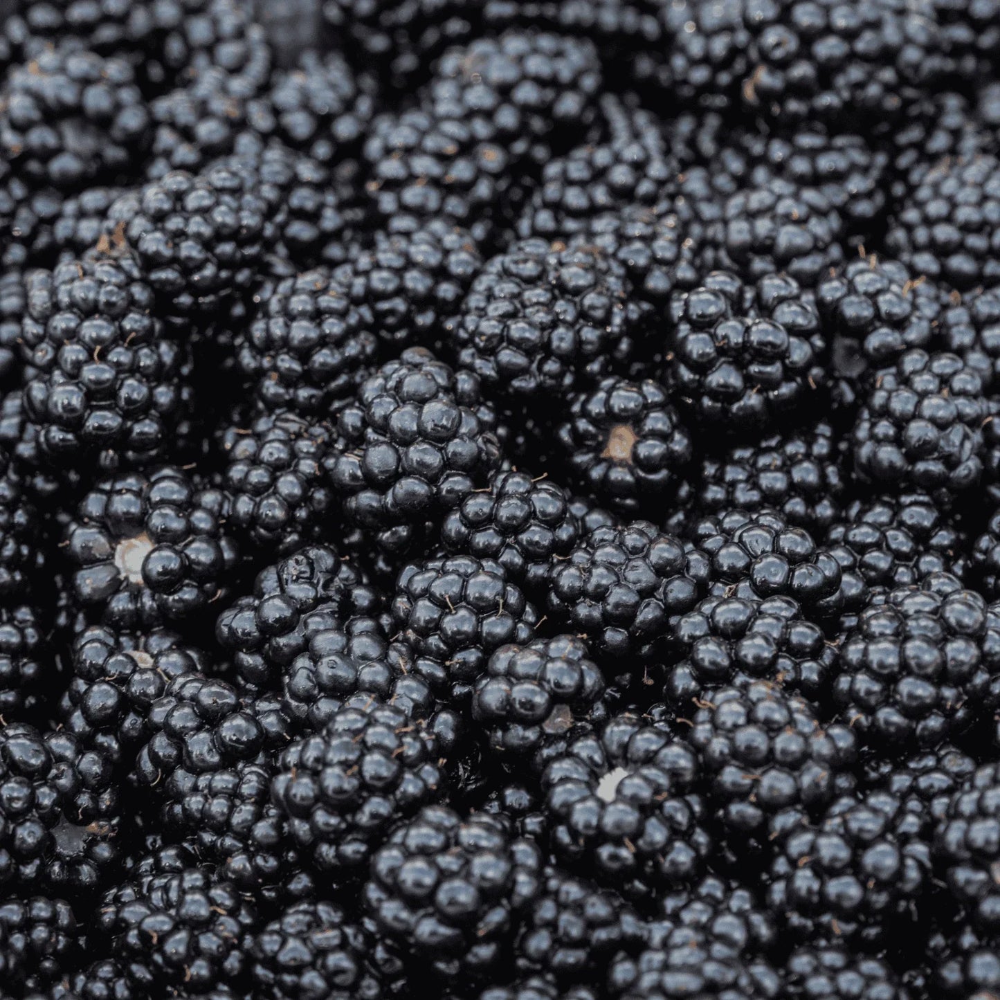 Bare Root Plug Prime-Ark Blackberry - Thornless Variety - Rubus fruticosus - 1-Year-Old Plant for Home Gardens and Containers