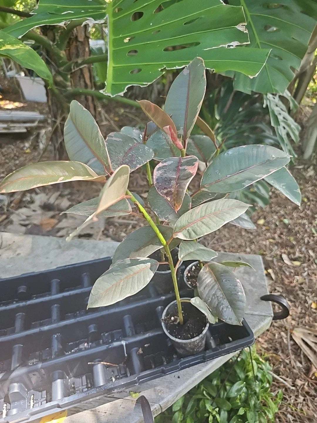 Variegated Rubber Plant Tree 14" - 16" Ficus Elastica Tineke Ruby Indoor Houseplant with Unique Green and Cream Leaves