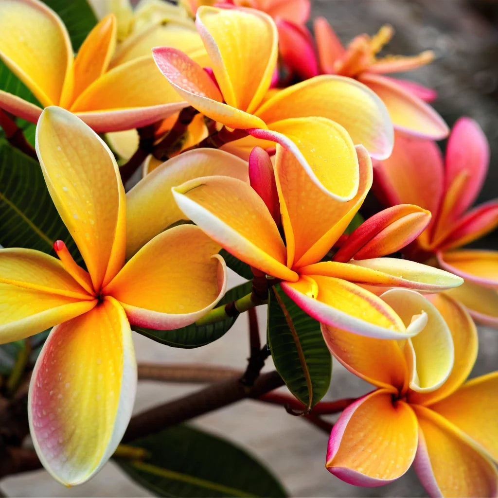 Plumeria Seeds - 5 Pack Pink Orange Frangipani Seeds - Plumeria rubra - Perennial Flowering Plants for Tropical Gardens