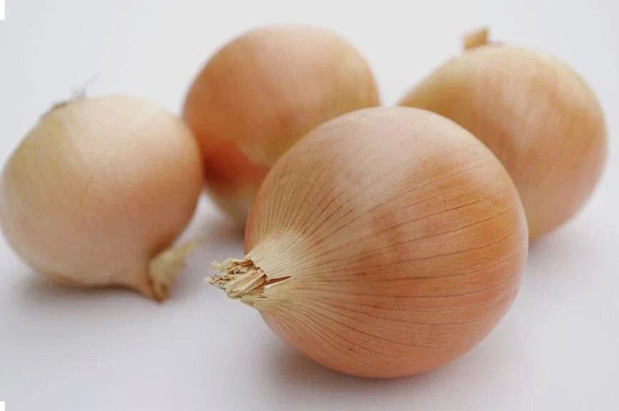 Utah Yellow Sweet Spanish Onion Seeds - 200+ or 500+ Non-GMO Open Pollinated - Allium cepa - Flavorful Culinary Onions