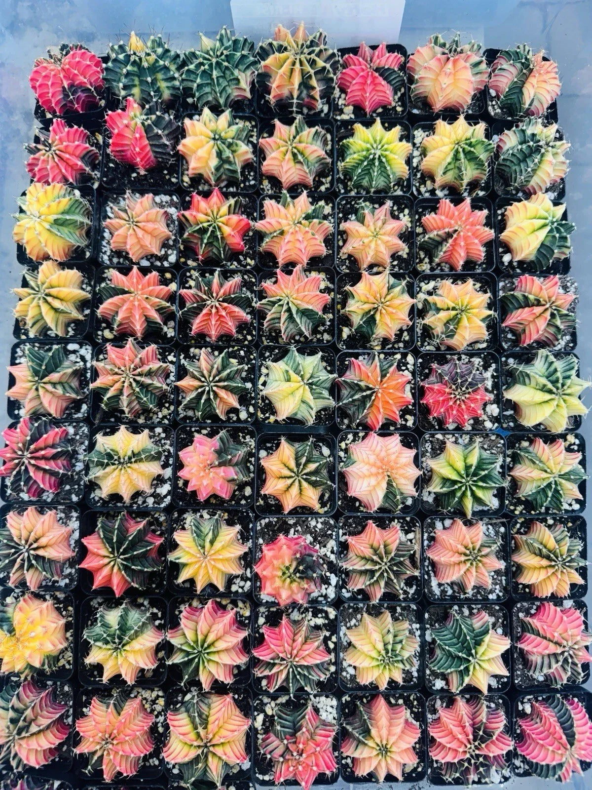 Live Cactus 2-4" Gymnocalycium “LB 2178 Hybrid” Rare Thailand Import, Unique Succulent Variety, Easy Care Plant