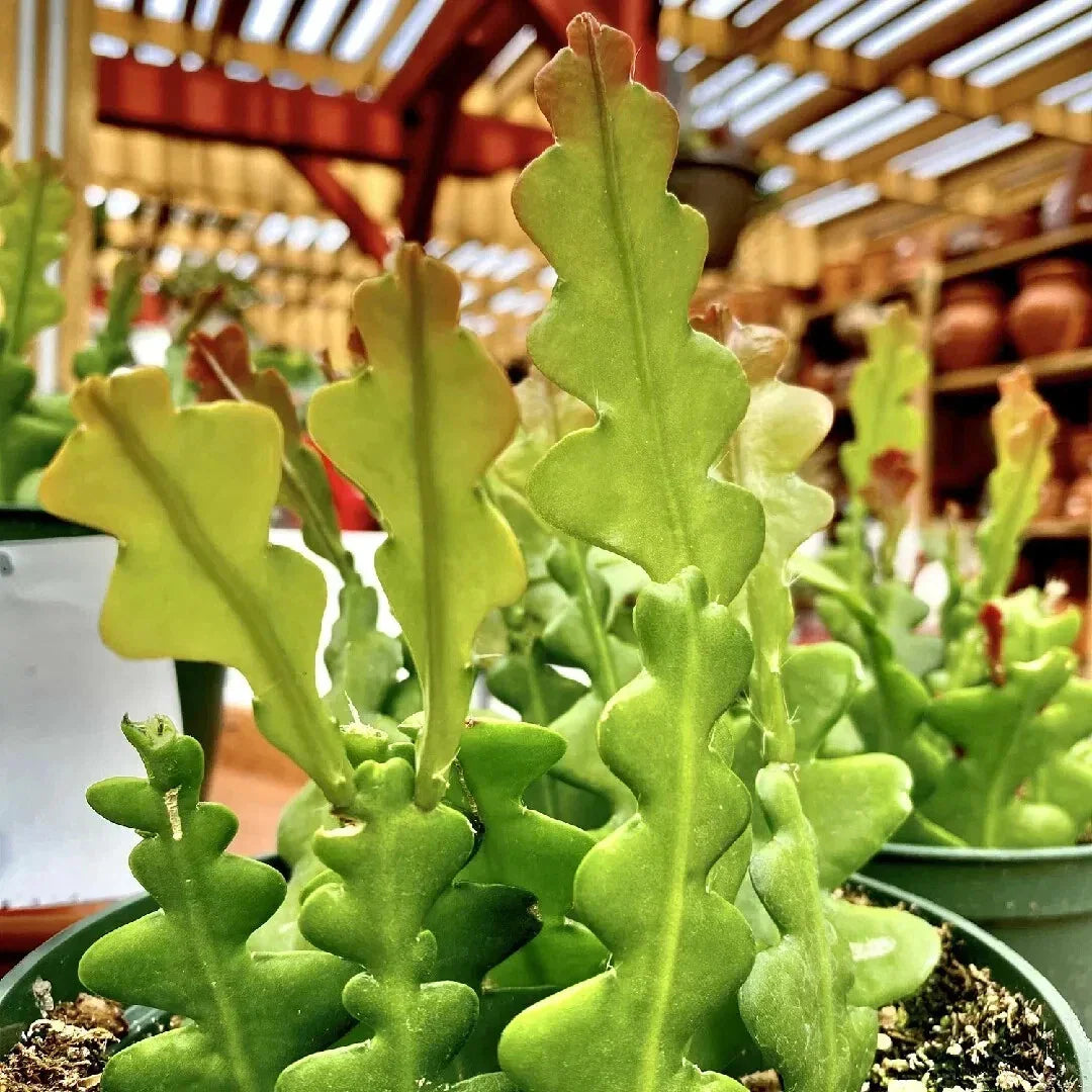 Live Fishbone Cactus - 6" Zigzag Succulent in 2" Pot - Easy Care Epiphyllum anguliger - Rare Indoor Plant