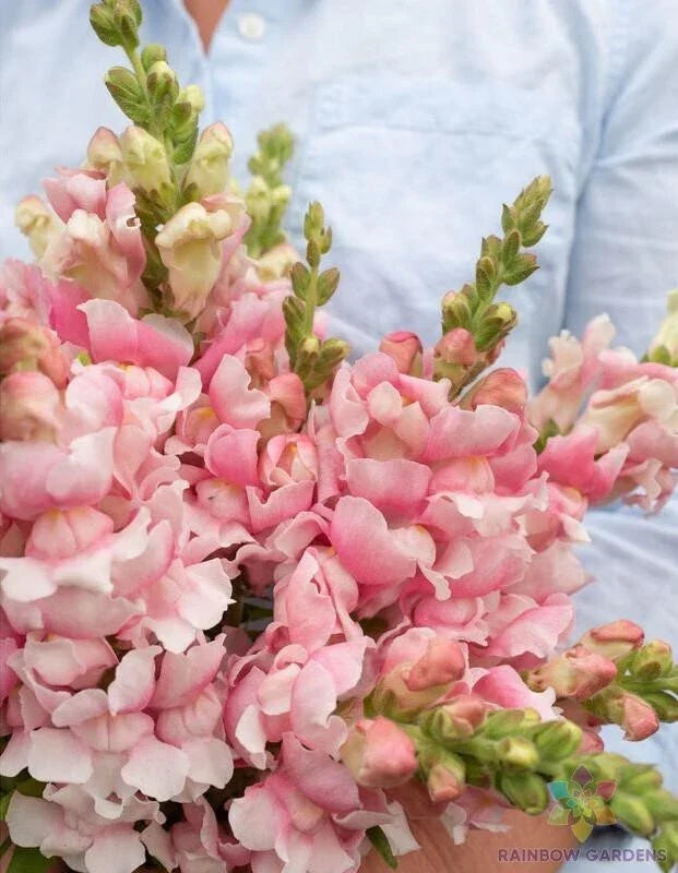 Bridal Pink Snapdragon Seeds - 1000+ Count - Antirrhinum majus - Non-GMO for Garden Planting, USA - Attracts Pollinators