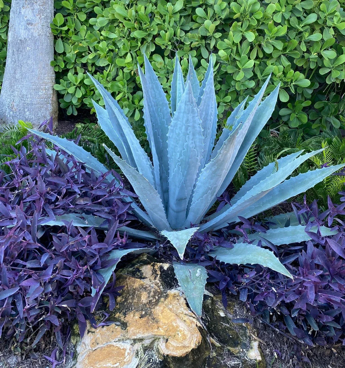 Live Blue Agave Cactus Plant 5-8" Fully Rooted Agave Americana Green Succulent for Indoor Outdoor Gardens