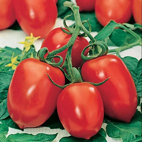 Roma Tomato Seeds - 10+ Heirloom Organic NON-GMO - Solanum lycopersicum - Perfect for Sauces and Salads