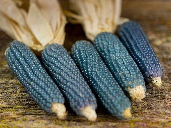 Blue Miniature Popcorn Corn Seeds 25 Ct - NON-GMO Zea mays for Home Garden - Unique Blue Kernels