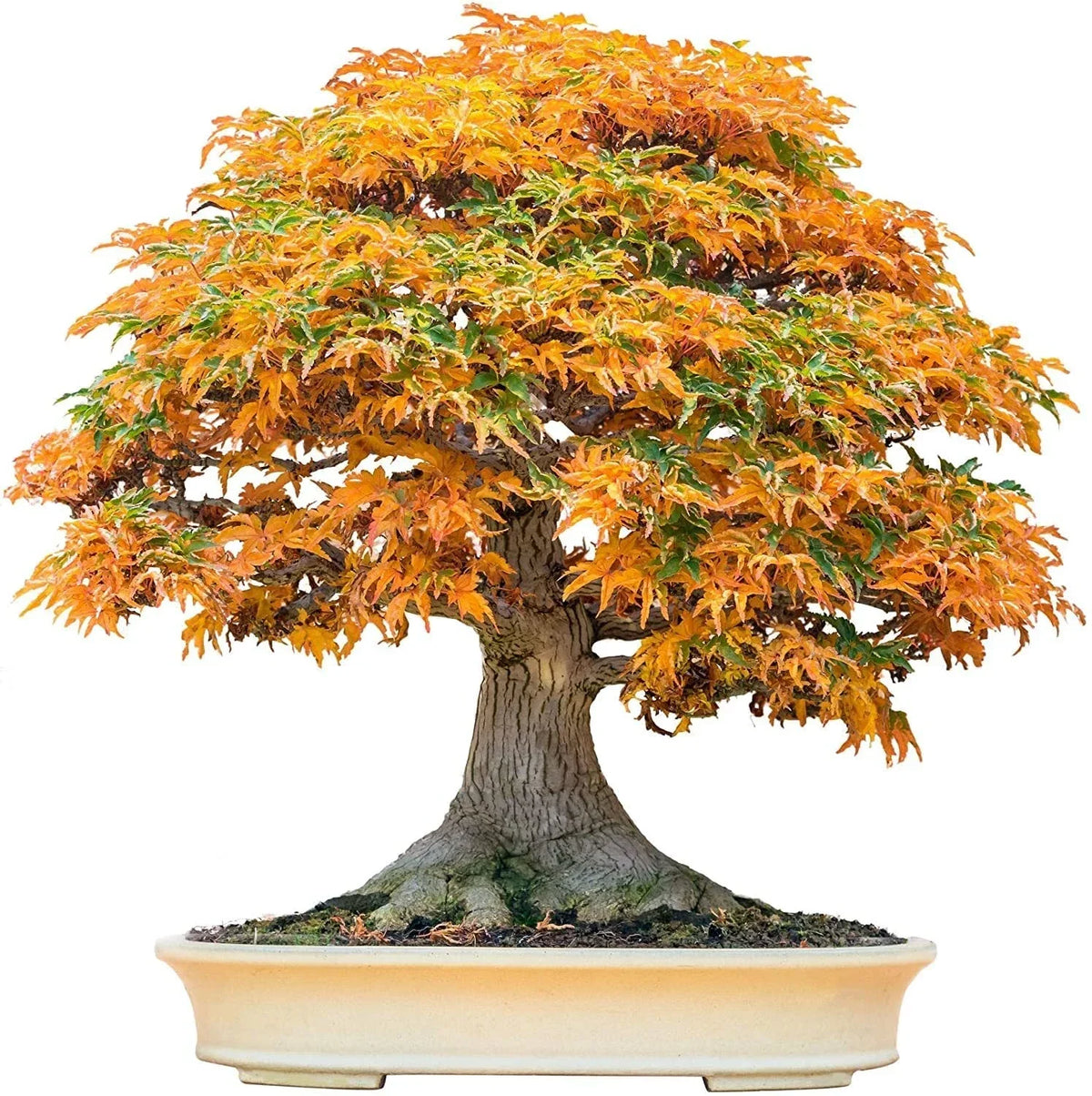 Bonsai Tree Seeds - 30+ Trident Maple Seeds for Bonsai Cultivation (Acer buergerianum) - Vibrant Foliage, Easy Germination