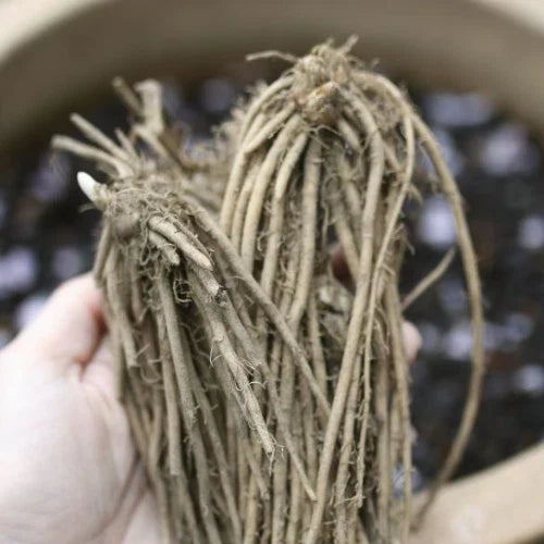 Green Atlas Asparagus Crowns - 10 Bare Root Plants - Asparagus officinalis - Hand-Picked Nursery Quality