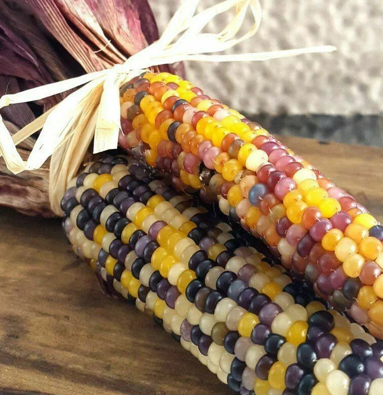 Ornamental Corn Seeds | 50 Count | Red Husk Rainbow Variety | Zea mays | Heirloom Flint Popcorn for Garden Decor and Crafts