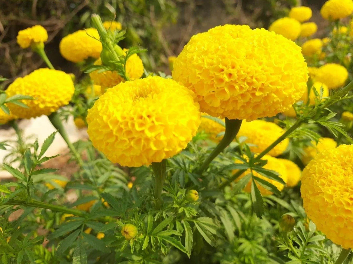 Live Yellow Marigold Plant in Pot - Tagetes erecta - Bright Garden Flower - Easy to Grow - 1 Plant Per Pot