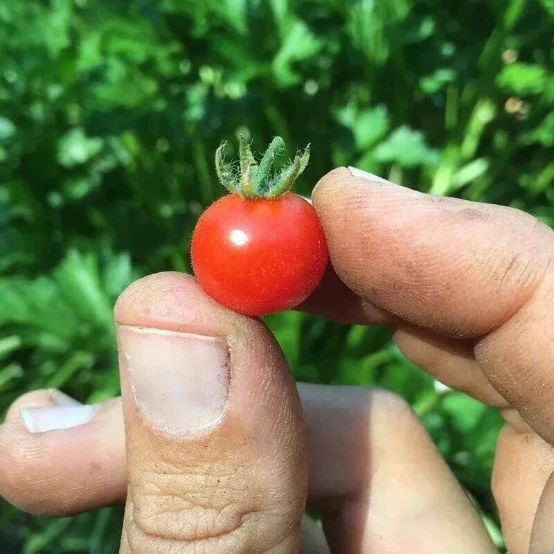 Red Currant Tomato Seeds - 30+ Heirloom Organic Non-GMO - Solanum lycopersicum - Sweet Flavor for Home Gardening