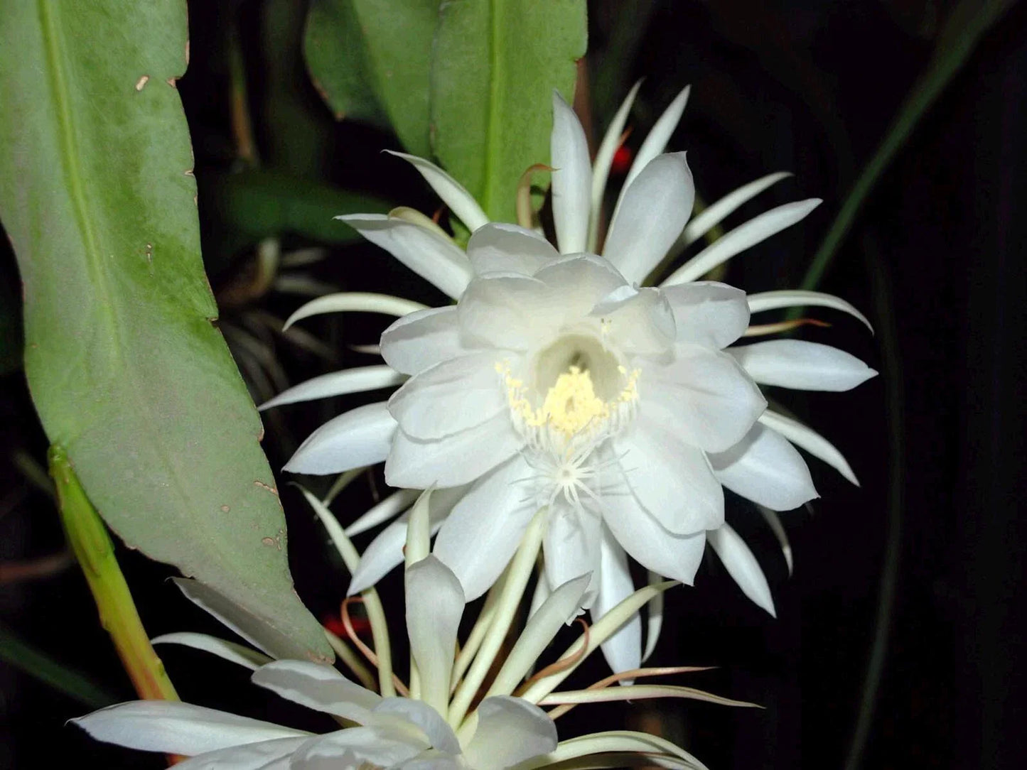 Epiphyllum Oxypetalum Plant - 4-Inch Queen of the Night Orchid Cactus - Unique Night-Blooming Flower - Live Plant for Decor