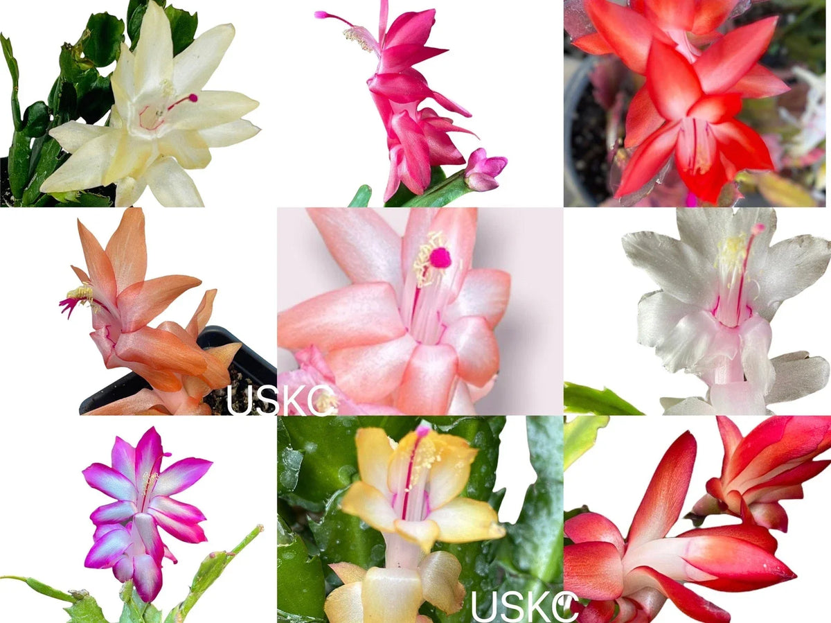 Unrooted Leaf Cuttings Thanksgiving Cactus - Schlumbergera truncata - Propagation Supplies for Succulent Plants