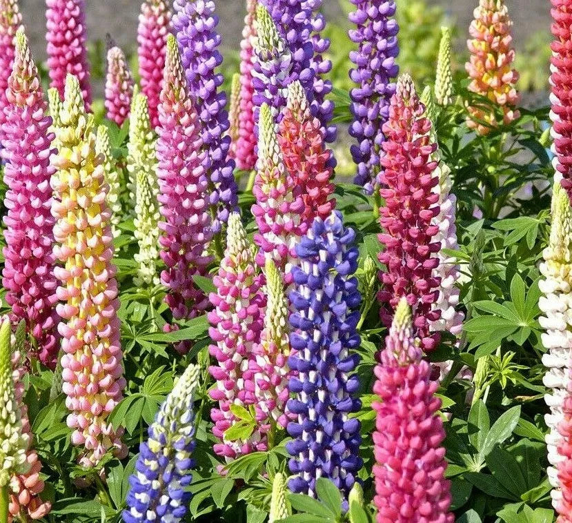Russell Lupine Flower Seeds - 50+ Mixed Colors - Perennial Garden Seeds - Lupinus polyphyllus - Attracts Pollinators