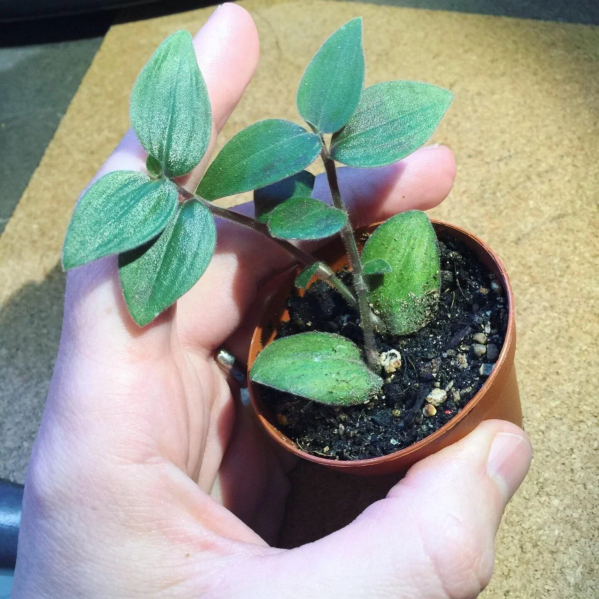 Tradescantia Starter Plant - 4-Inch 'Baby Bunny Bellies' - RARE Soft Foliage - Tradescantia chrysophylla