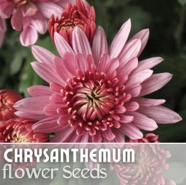 Chrysanthemum Seeds - 200+ Ayslee Pink Mum - Annual Flower Seeds - Decorative Garden Plants - Chrysanthemum morifolium