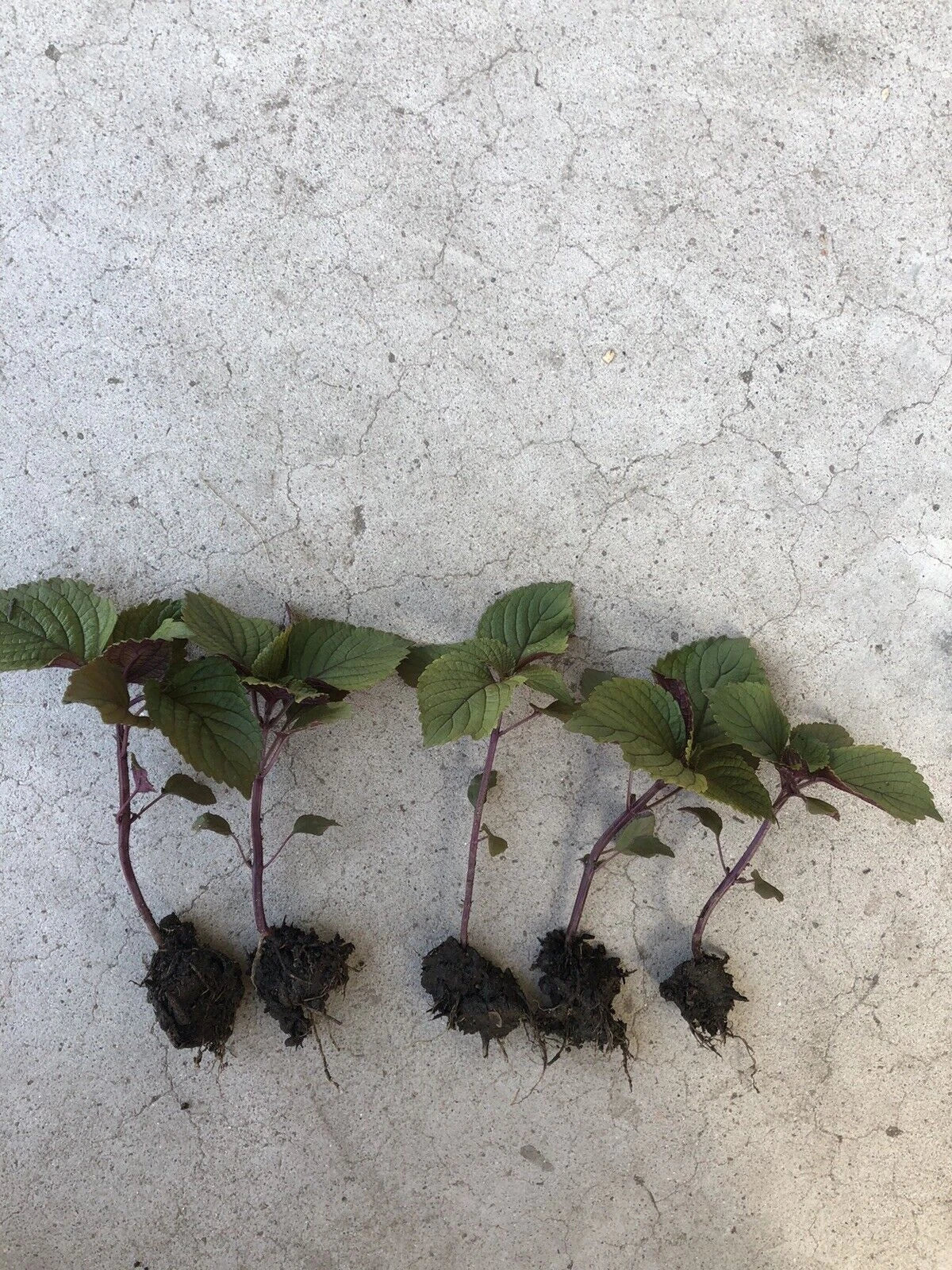 Live Purple Shiso Plants | 2+ Organic Perilla frutescens | Japanese Basil for Culinary Use | Non-GMO | Easy to Grow