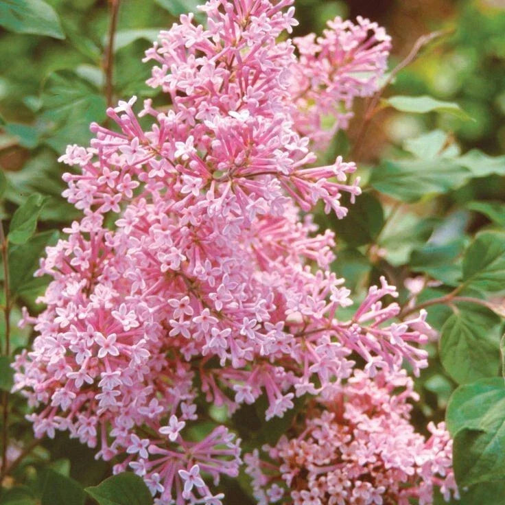 25 Coral Lilac Seeds | Fragrant Perennial Flower | Syringa vulgaris | Easy to Grow, Attracts Pollinators