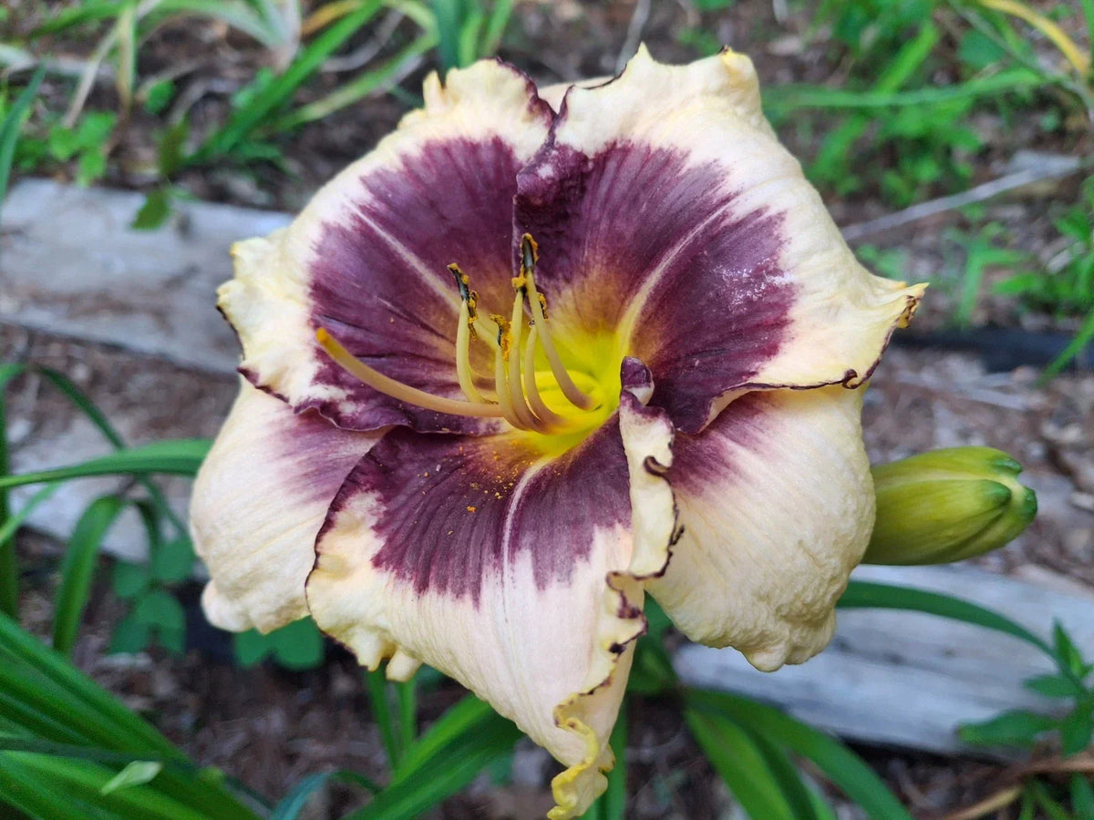 Daylily Bareroot Plant 1 Mature Fan 'Blackthorn' Hemerocallis - Dark Purple Blooms with Yellow Throat, Easy to Grow
