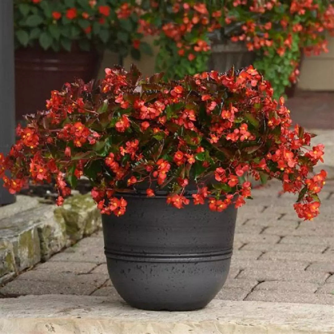 Begonia Seeds 100 Count Hot Tip Red (Begonia x semperflorens) - Easy Care for Indoor/Outdoor Gardens, USA Shipping Only