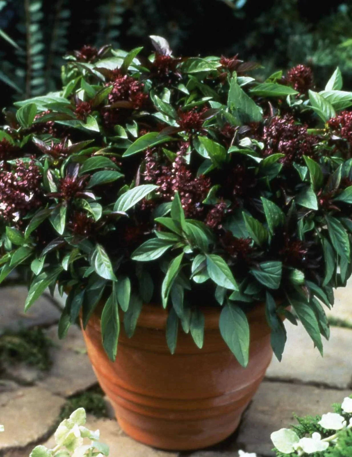 Basil Seeds 500 Count Siam Queen Thai Culinary Herb Non-GMO Ocimum basilicum Var. Thyrsiflora