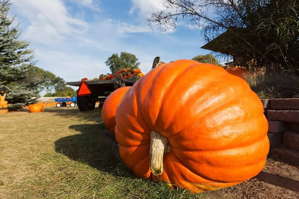 Pumpkin Seeds for Planting | 10 Seeds | Atlantic Giant Variety | Cucurbita maxima | World Record Size
