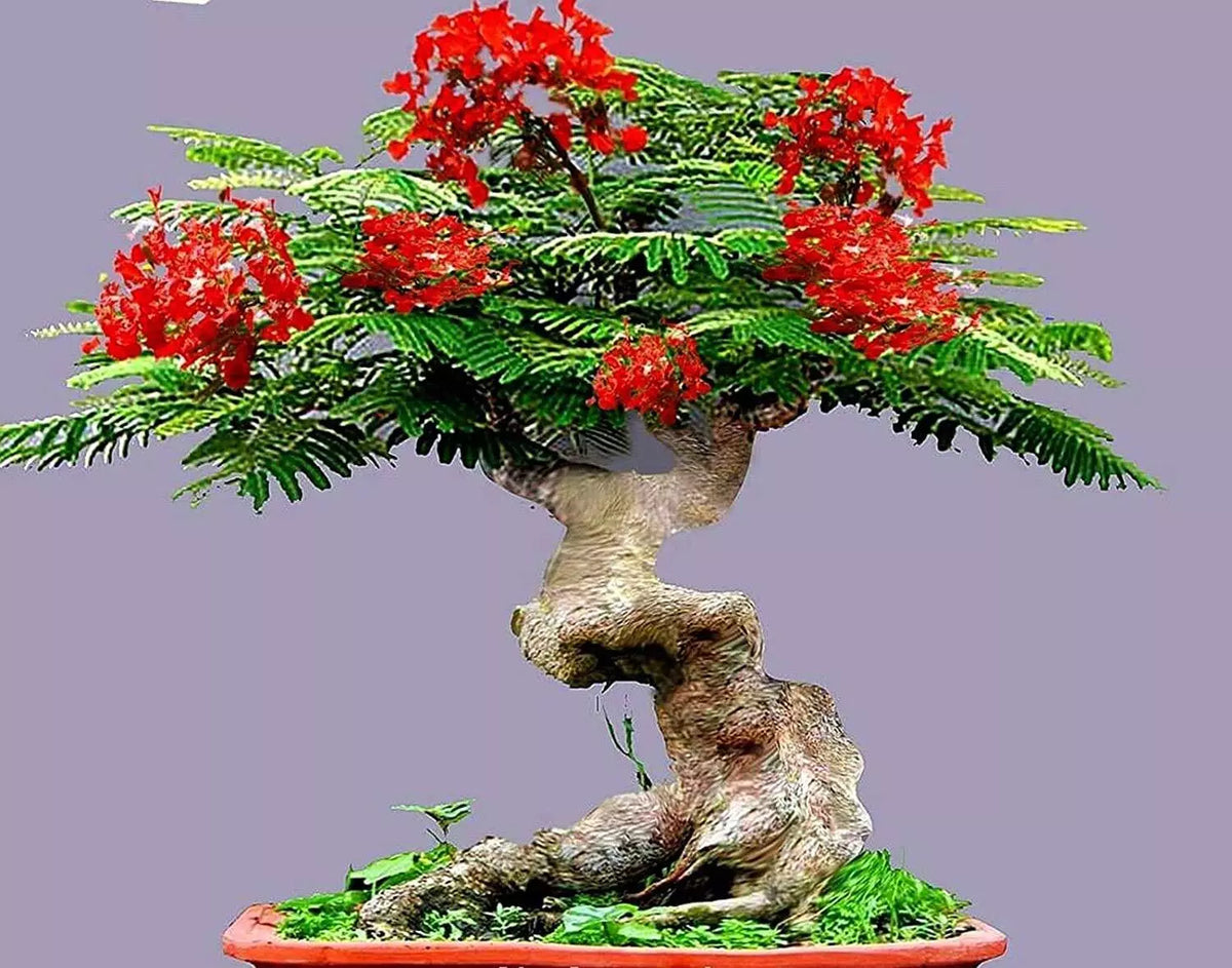 Bonsai Seeds 20 Pack Flamboyant Flame Tree Delonix regia Prized Flowering Variety for Gardening and Bonsai Projects