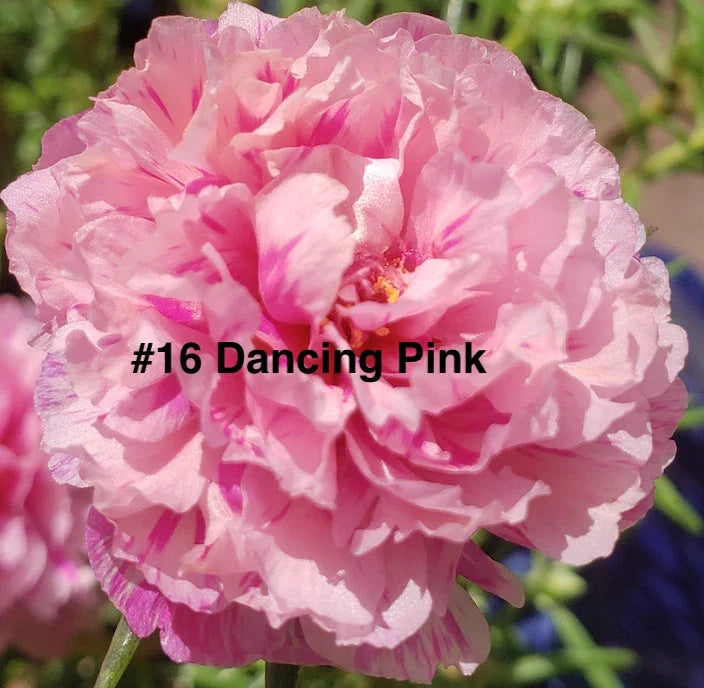 Moss Rose Cuttings - 10 Unrooted Dancing Pink Portulaca Grandiflora for Easy Propagation and Vibrant Garden Colors