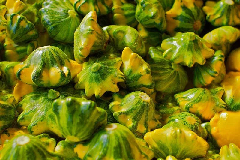 Flying Saucer Squash Seeds - 25+ Non-GMO Heirloom Seeds - Cucurbita pepo - Easy to Grow Vegetable for Garden Planting