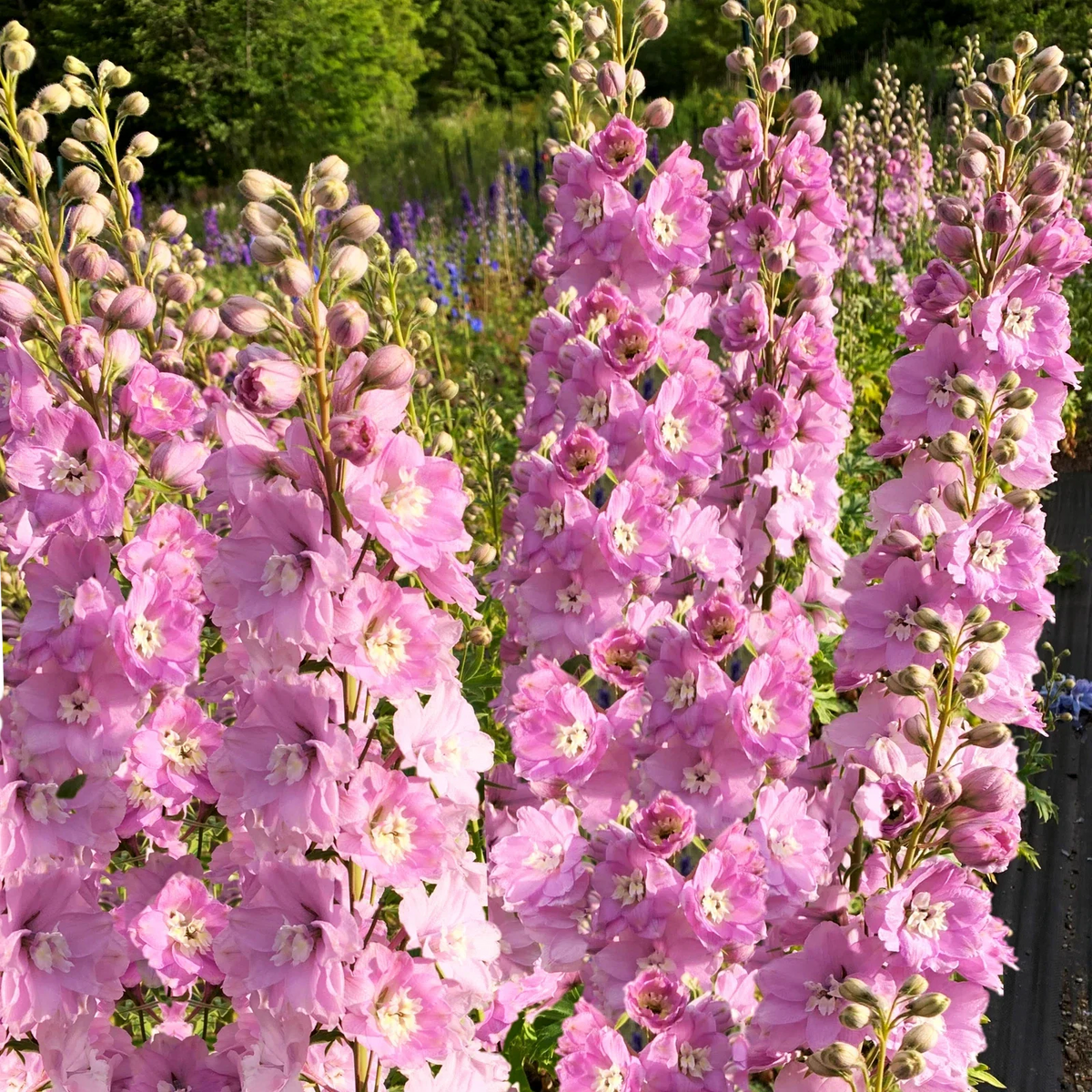 Pink Queen Larkspur Seeds - Light Pink Blush Pastel - Consolida ajacis - Non-GMO - 2025 Planting