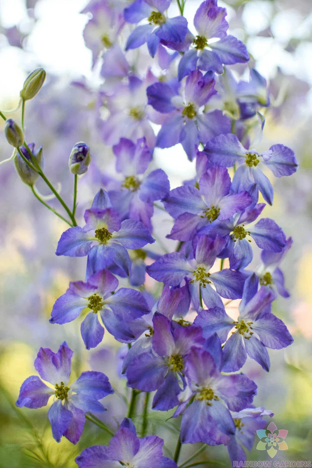 Delphinium Seeds - 200+ Pack - Frosted Skies Blue & Lavender - Delphinium elatum - Non-GMO, USA