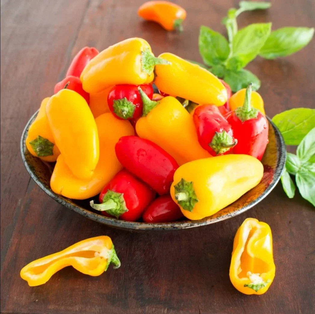 Mini Bell Pepper Seeds - Pack of 20 - Mixed Colors - Non-GMO Organic - Capsicum annuum - Perfect for Home Gardening