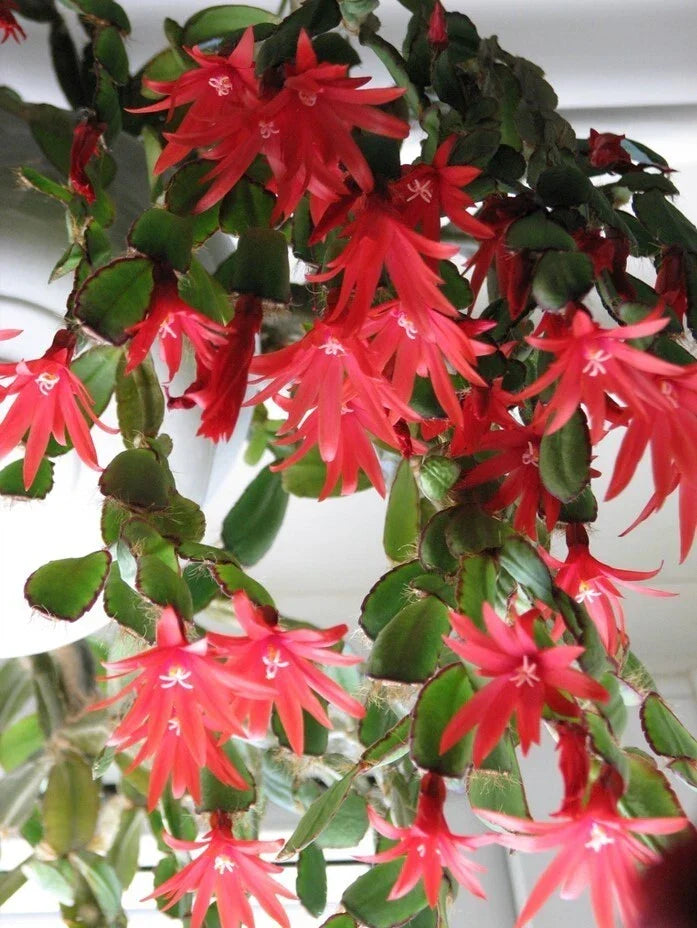 Red Easter Cactus Live Plant - 4" Pot - Rhipsalidopsis Gaertneri - Spring Blooming Indoor Cactus with Brilliant Red Flowers