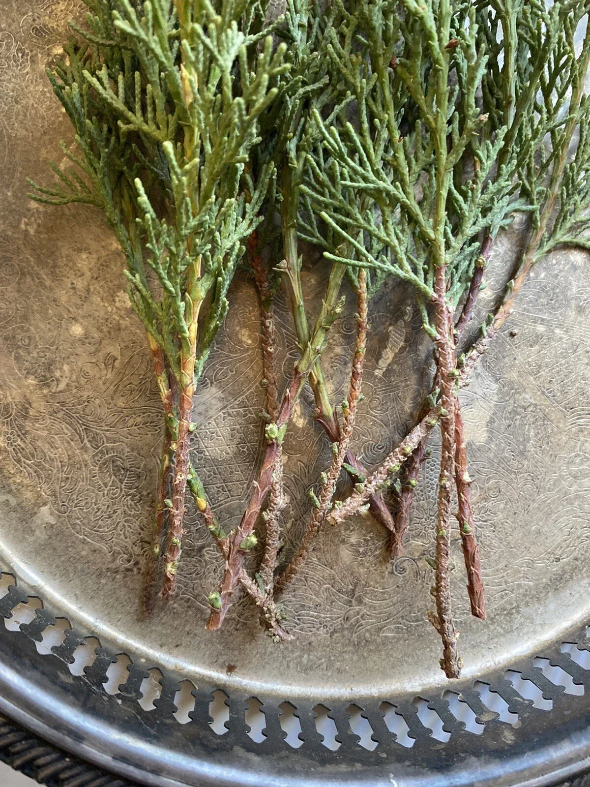Italian Cypress Tree Cuttings - 10 Non-Rooted Cuttings - Hedge/Privacy Screen - Cupressus sempervirens - Fast-Growing Conifer