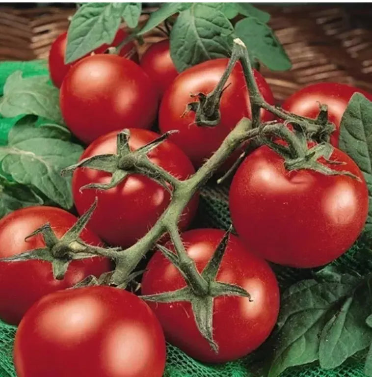 Moneymaker Tomato Seeds - 10+ Organic Heirloom Non-GMO - Solanum lycopersicum - Fresh Garden Seeds for Home Cooking