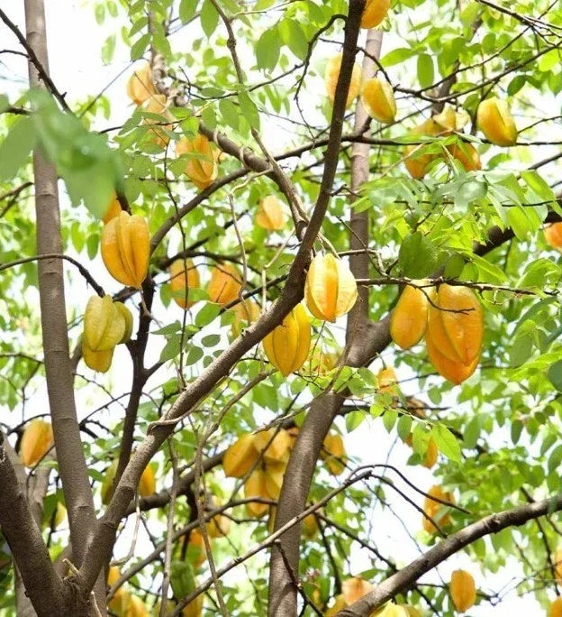 Starfruit Tree Cuttings 6"-8" Averrhoa carambola - Tropical Gardening Essentials with Unique Extras Included