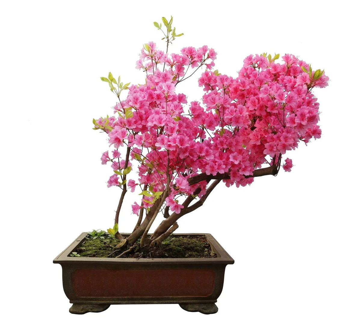 Bonsai Tree Seeds 30 Pack - Pink Azalea - Rhododendron obtusum - Vibrant Blooms for Indoor/Outdoor Gardening