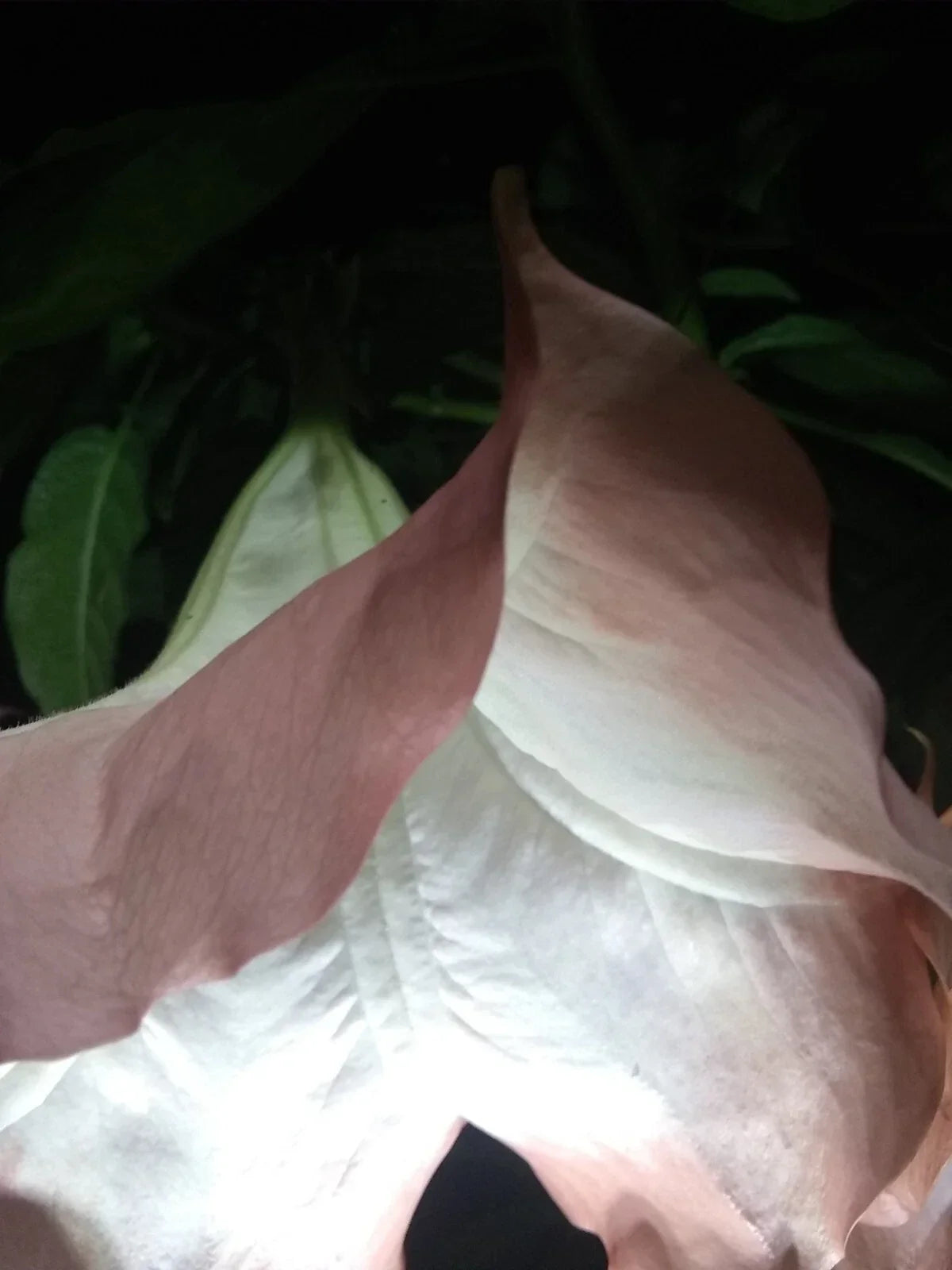 Brugmansia Cuttings - 2 Pink/Peach Angel Trumpet Cuttings - Fragrant Flowers - Brugmansia spp. - Easy to Grow