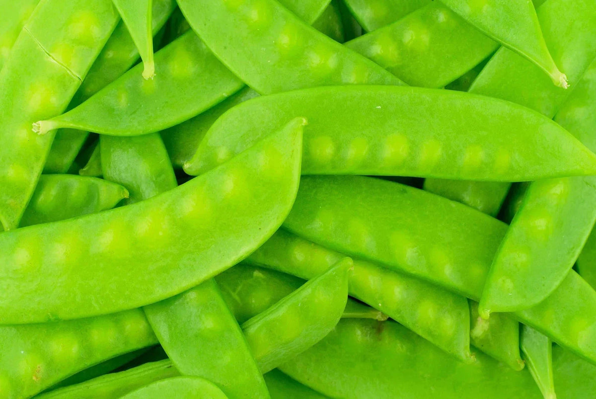 Mammoth Melting Sugar Pod Snow Pea Seeds - 100 Non-GMO Heirloom Seeds - Pisum sativum - High Yield, Sweet Flavor, Easy to Grow