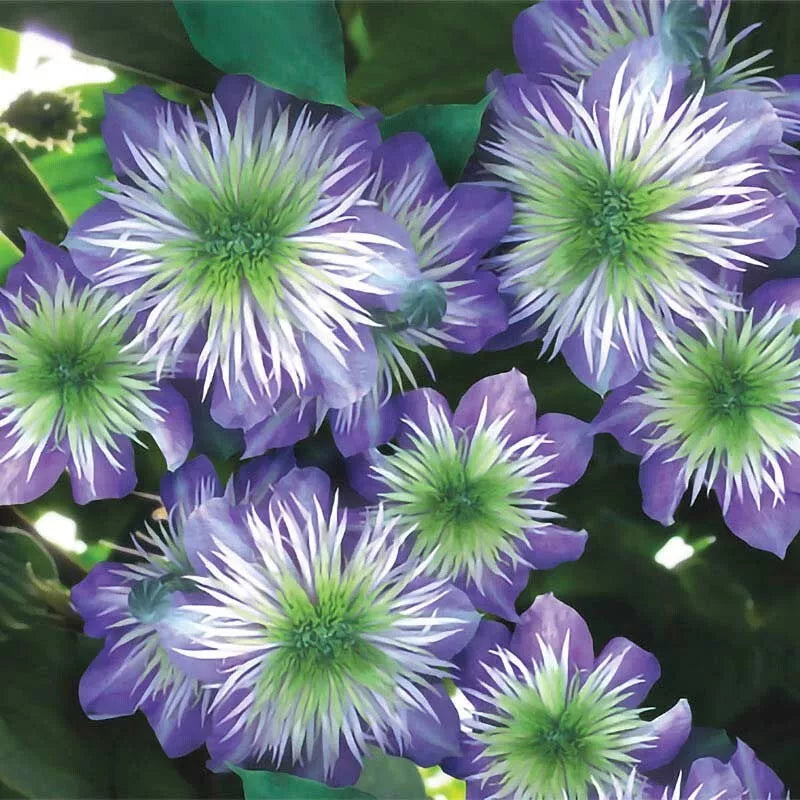 25 Crystal Fountain Clematis Seeds - Climbing Perennial Flower - Clematis 'Crystal Fountain' - Vibrant Purple Blooms - USA